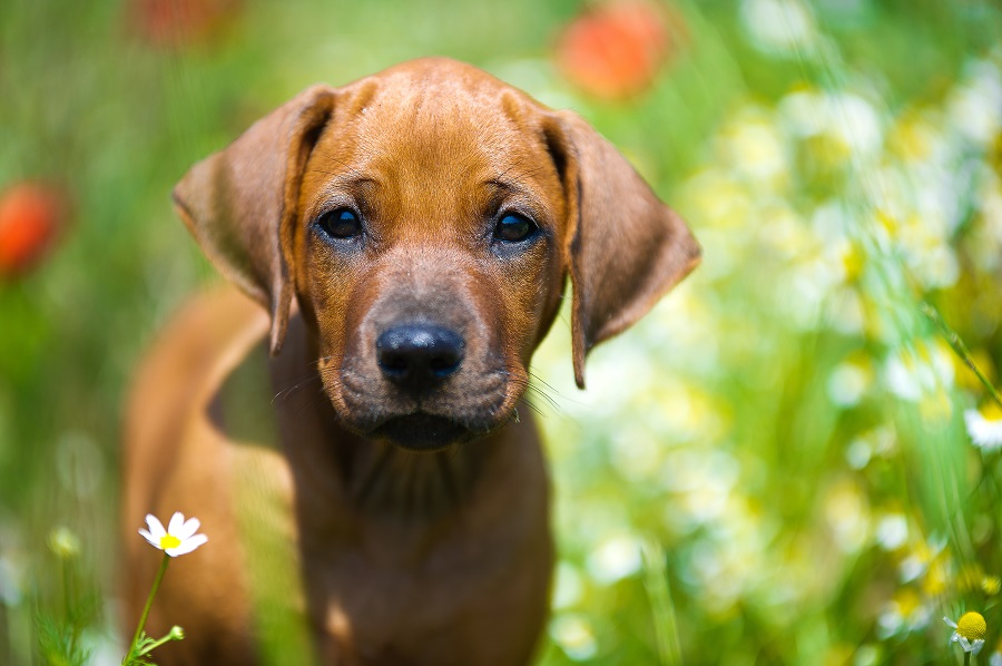 dog training Minnetrista MN